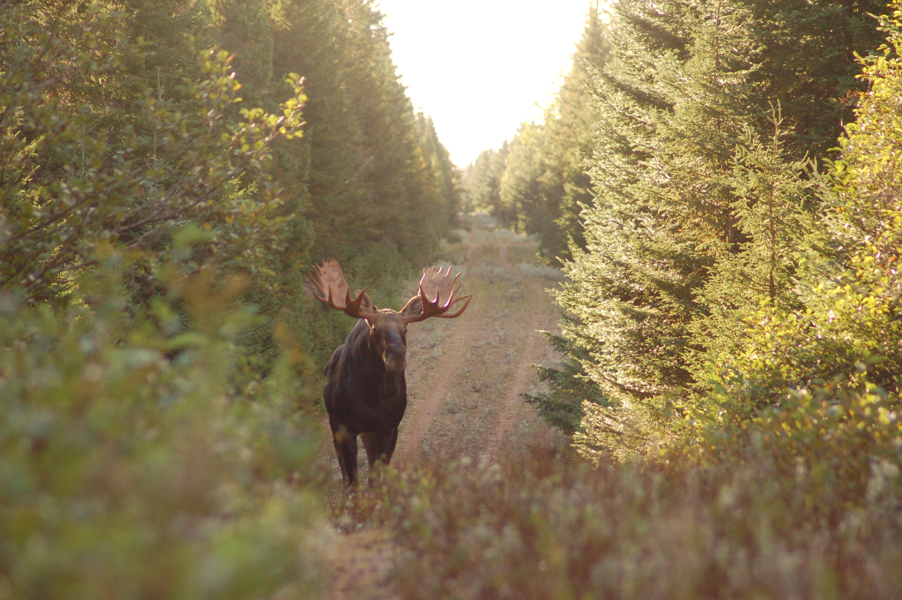 Bull Moose NWW story 2025 Bull Moose NWW story 2025
